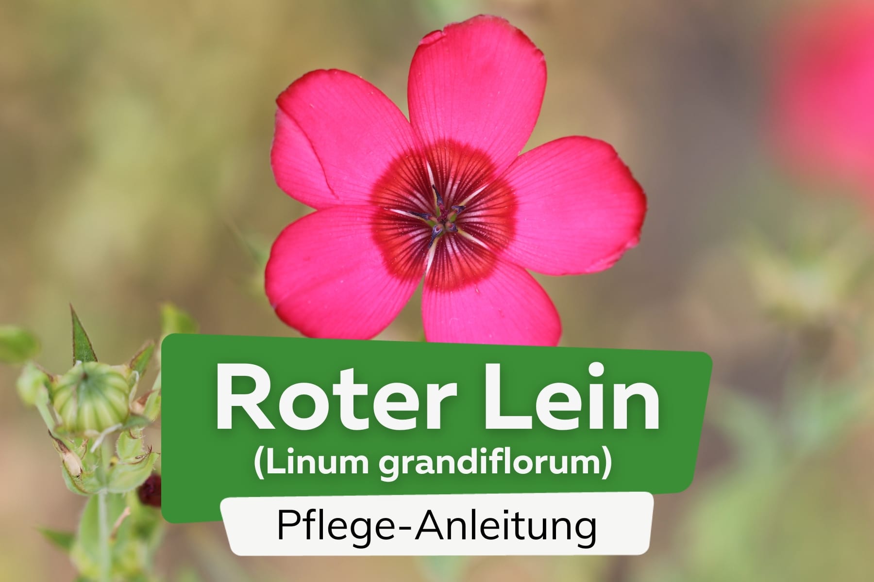 Roter Lein/Prachtlein (Linum grandiflorum)
