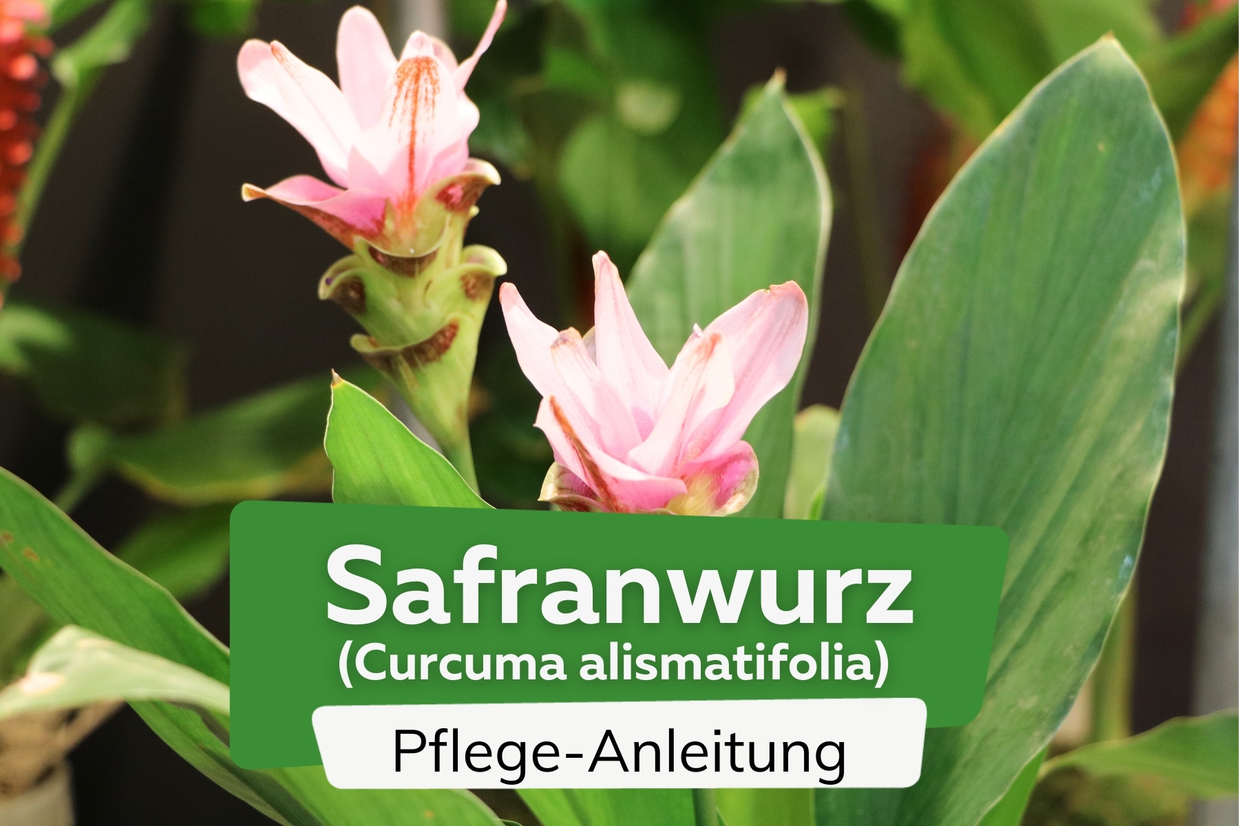 Safranwurz (Curcuma alismatifolia)