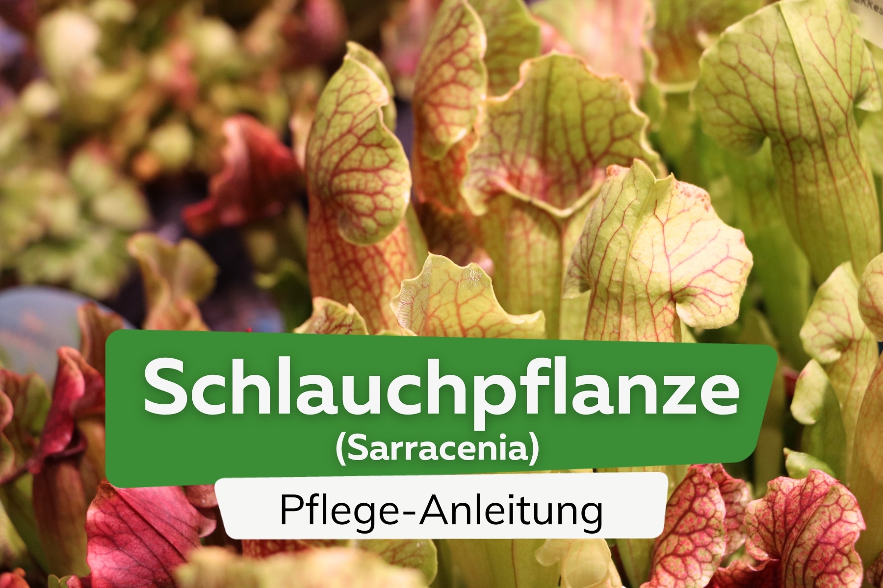 Rote Schlauchpflanze (Sarracenia purpurea)