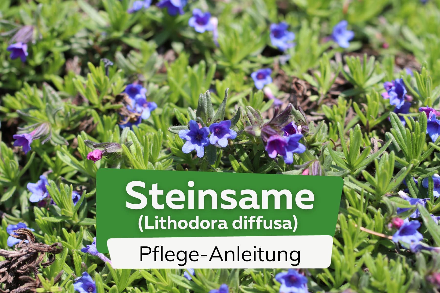 Steinsame (Lithodora diffusa)