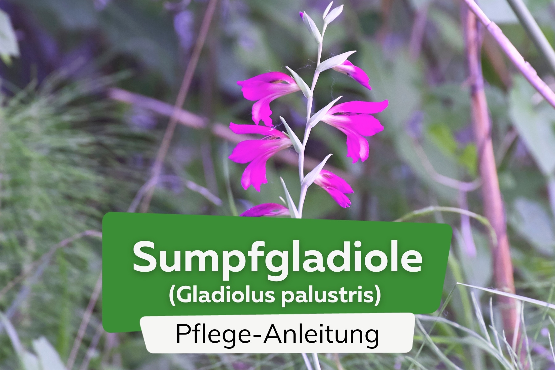 Sumpfgladiole/Spaltgriffel (Gladiolus palustris)