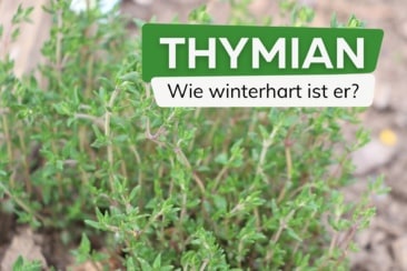 Thymian winterhart