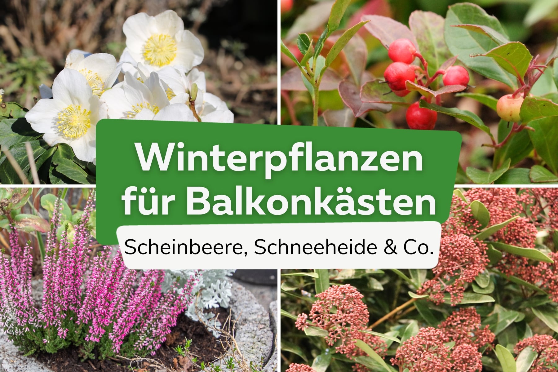 Winterpflanzen für Balkonkästen
