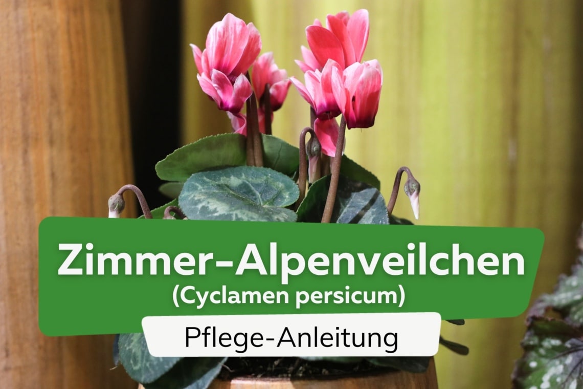 Zimmer-Alpenveilchen (Cyclamen persicum)