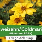 Zweizahn/Goldmarie (Bidens ferulifolia)