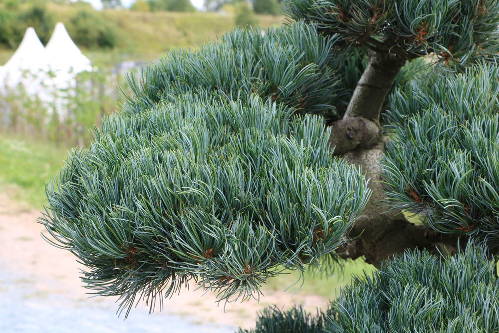 Pinus parviflora, Mädchenkiefer