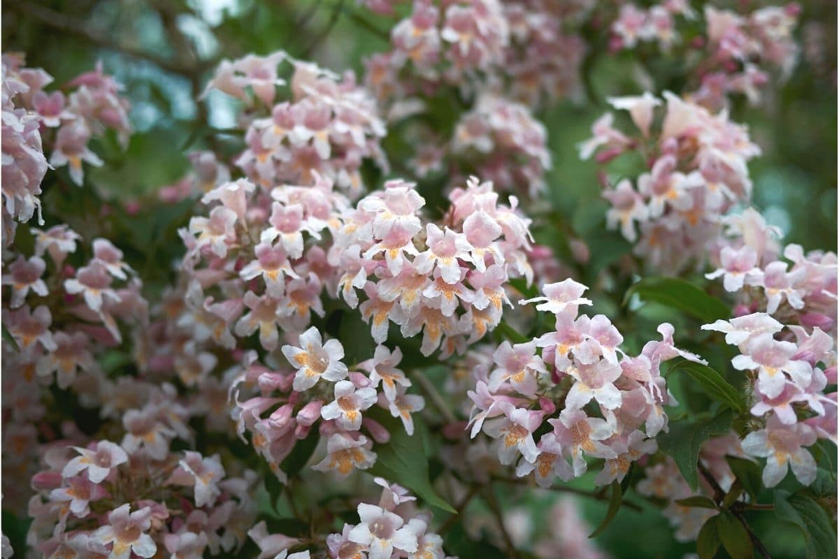 Großblütige Abelie (Abelia grandiflora)