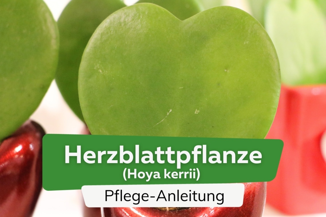 Hoya kerrii/Herzblattpflanze