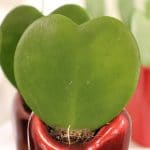 Hoya kerrii Herzblatt-Pflanze