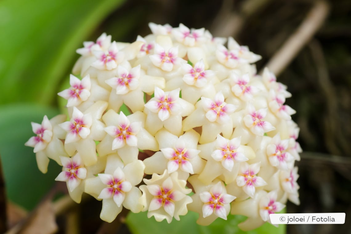 Blüte der Hoya kerrii