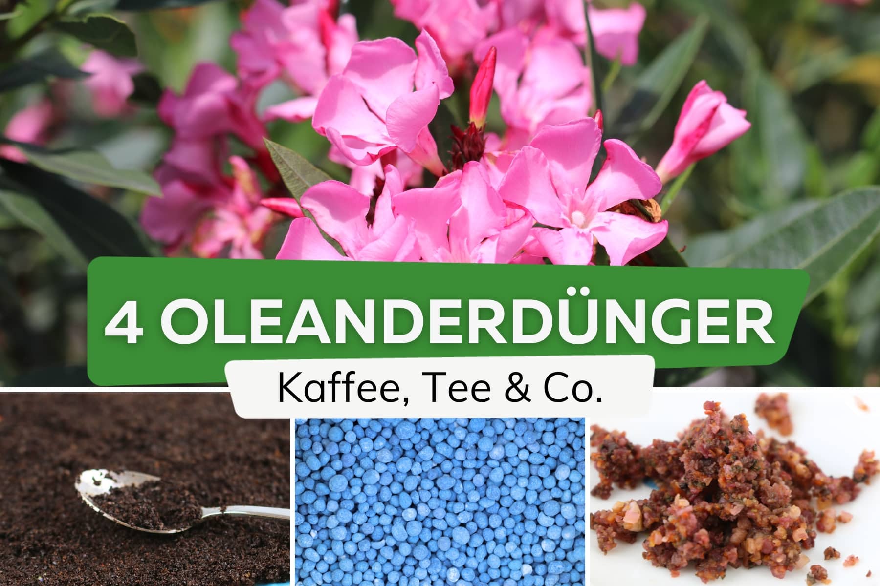 Oleanderdünger: Hausmittel und Blaukorn