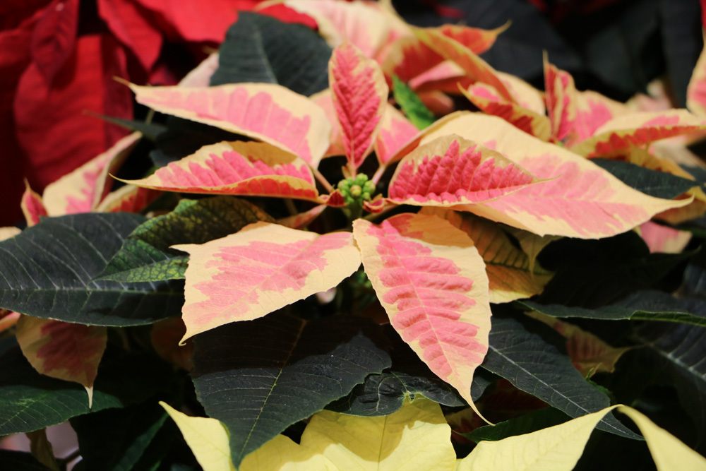 Weihnachtsstern- Euphorbia pulcherrima