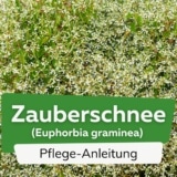 Zauberschnee (Euphorbia graminea)