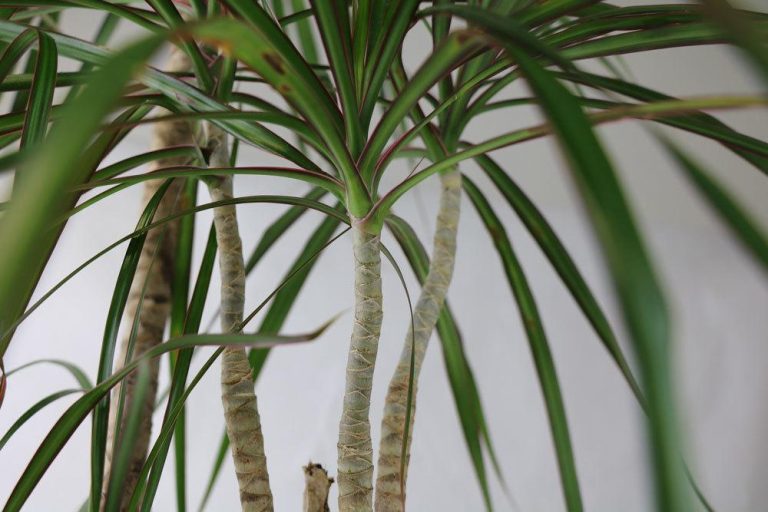 Dracaena marginata Büropflanze