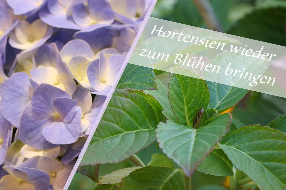 Hortensien zum Blühen bringen