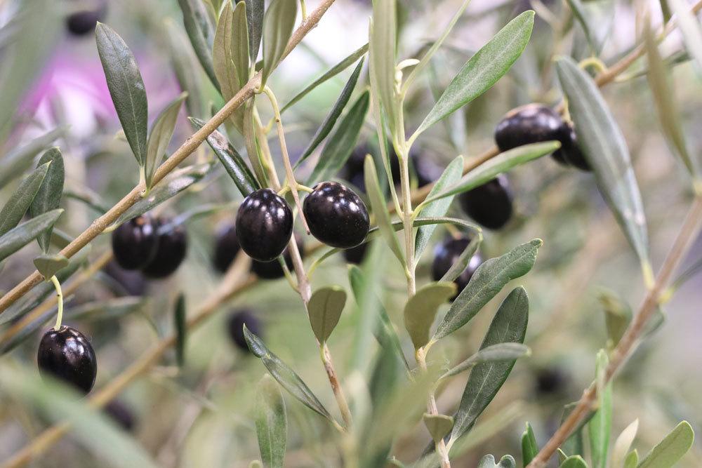 Olivenbaum, Olea europaea