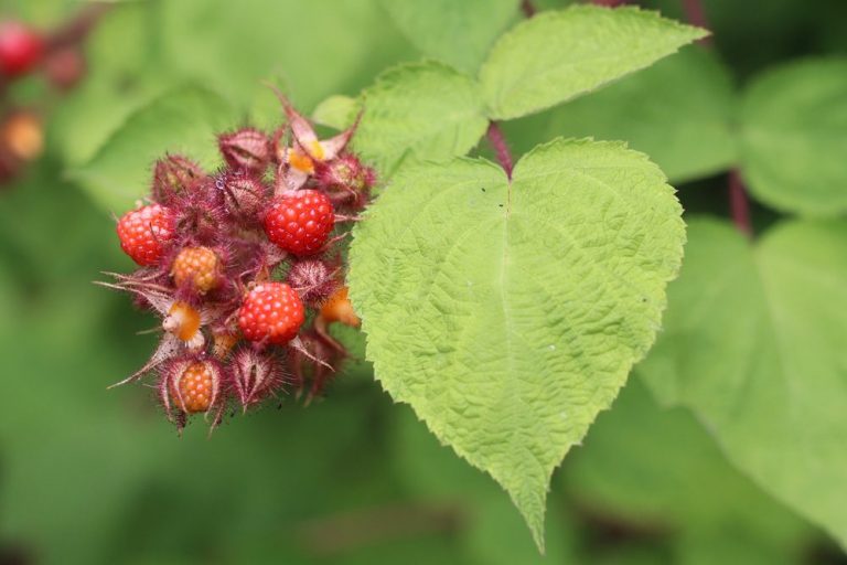 Japanische Weinbeere Rubus phoenicolasius,