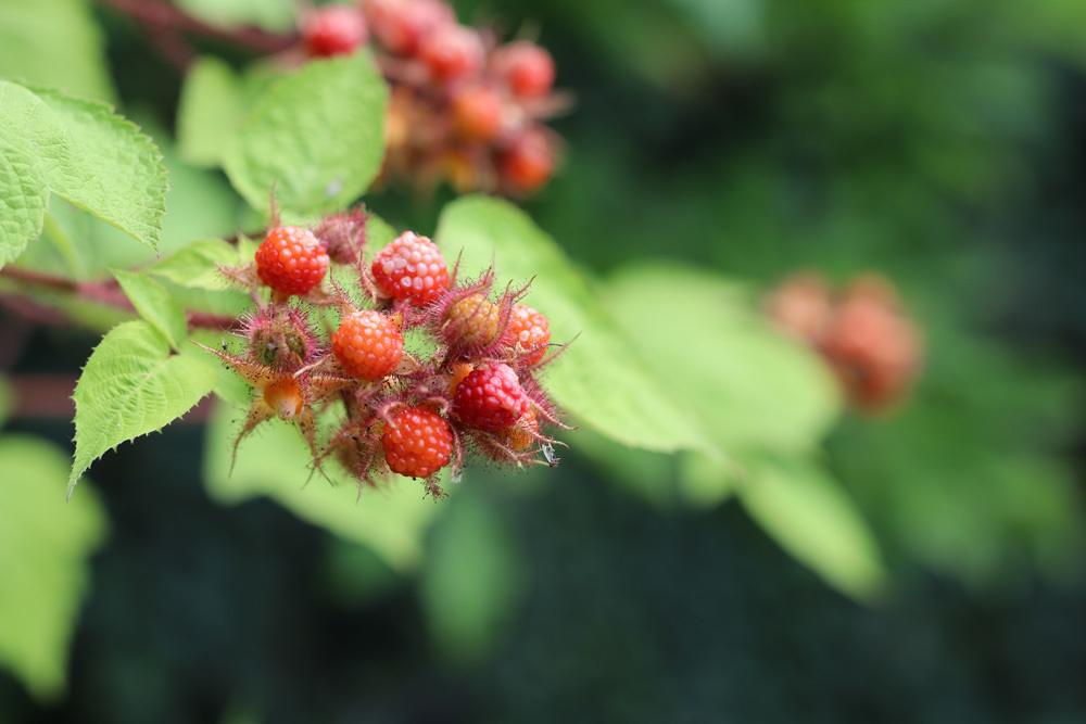 Japanische Weinbeere Rubus phoenicolasius