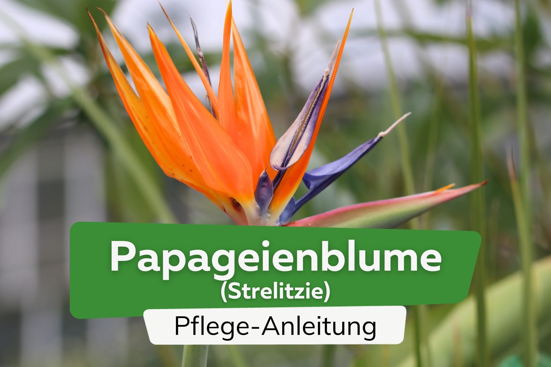Papageienblume/Strelitzie