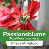 Traubige Passionsblume (Passiflora racemosa)