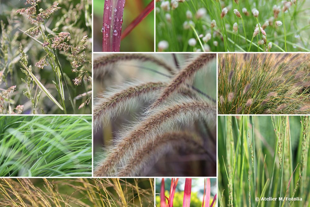 Winterharte gräser - Die TOP Auswahl unter den Winterharte gräser