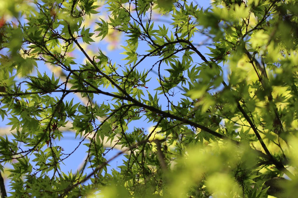 Fächerahorn, Acer Palmatum