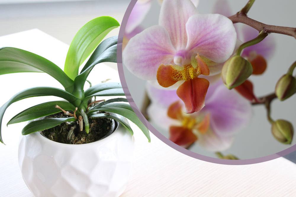 Orchidee wirft Blüten ab