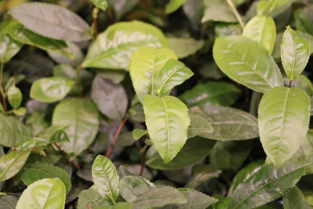 Teepflanze, Camellia sinensis