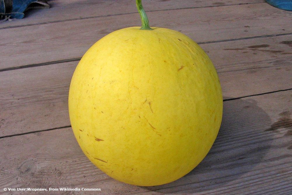 Wassermelone 'Golden Midget'