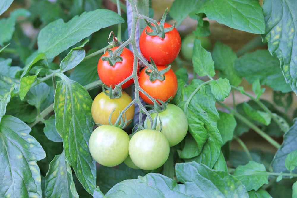 grüne Tomaten nachreifen lassen