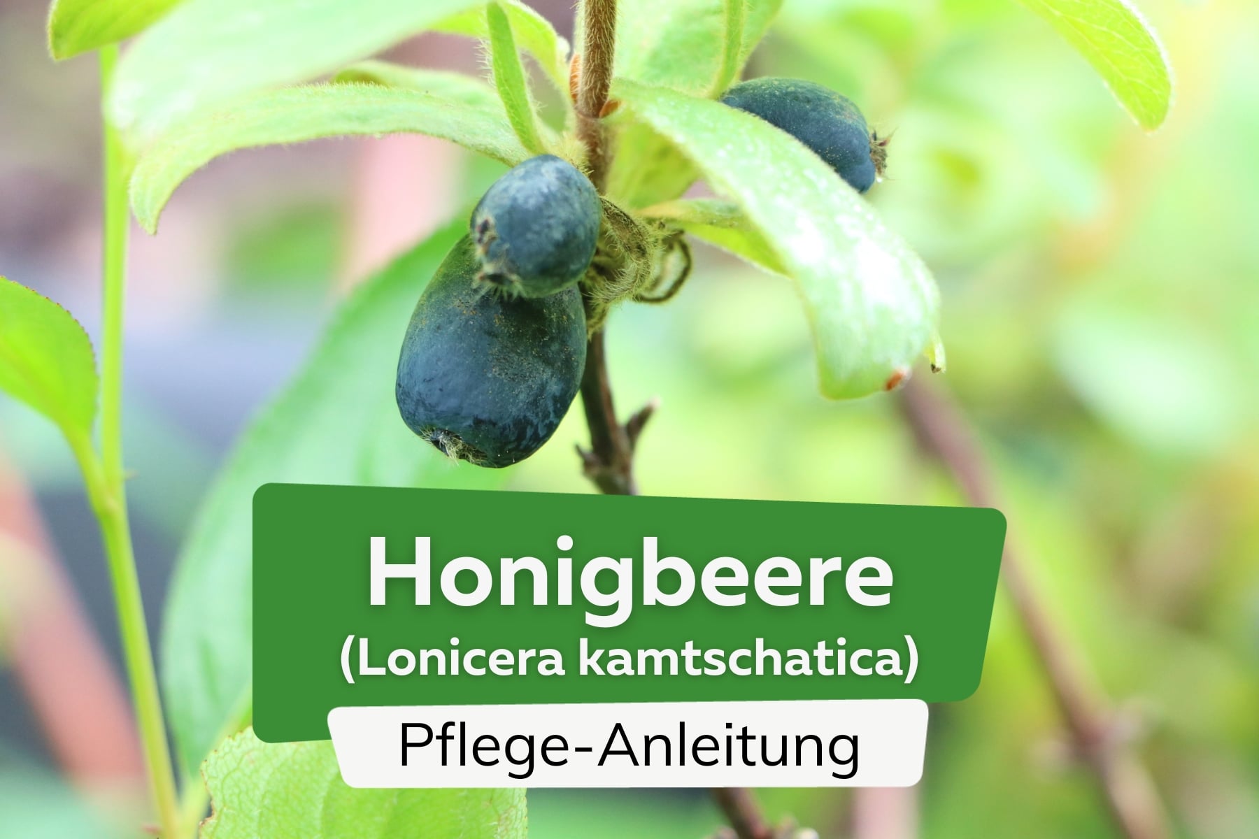 Honigbeere (Lonicera kamtschatica)