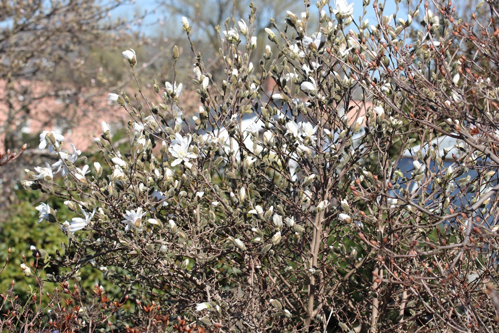 Stern-Magnolie Magnolia stellata