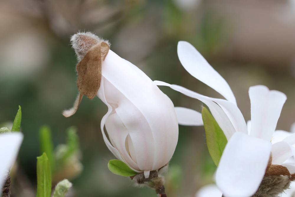 Stern-Magnolie Magnolia stellata