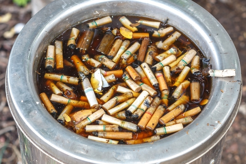 Buchsbaumzünsler bekämpfen - Zigaretten in Wasser - Tabaksud herstellen