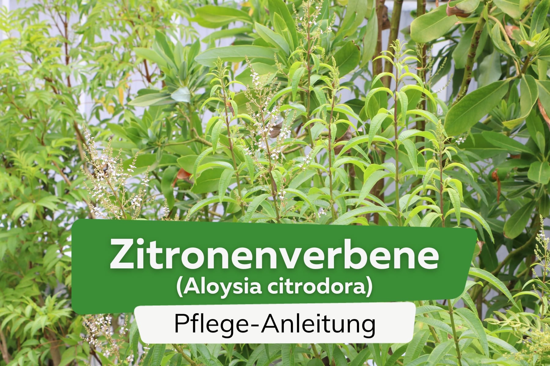 Zitronenverbene (Aloysia citrodora)