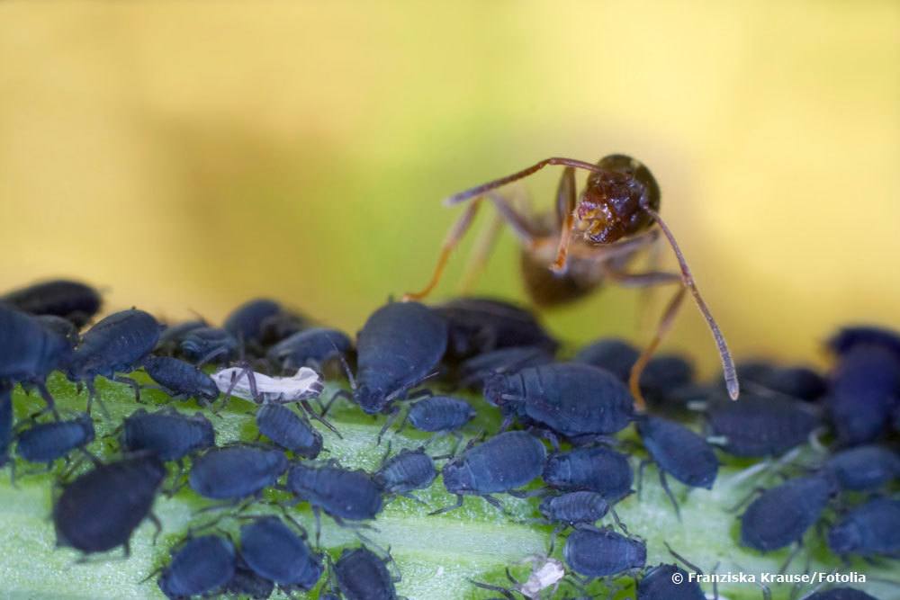 Ameise mit flügel - Bewundern Sie dem Sieger unserer Experten