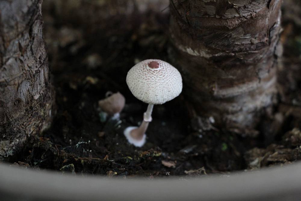 Pilz im Pflanzentopf