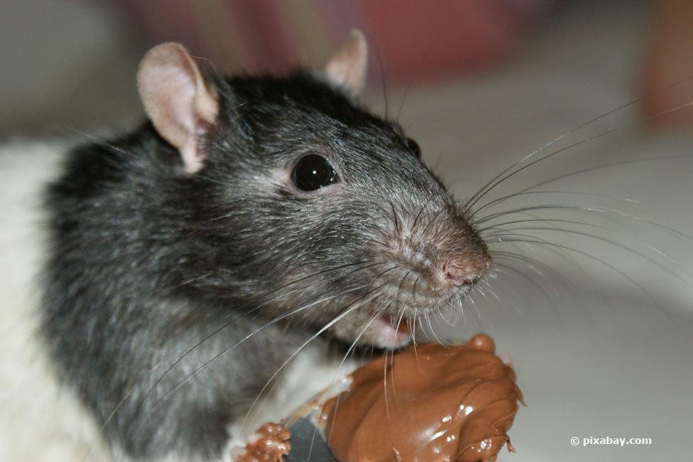 Ratte mit Schokolade