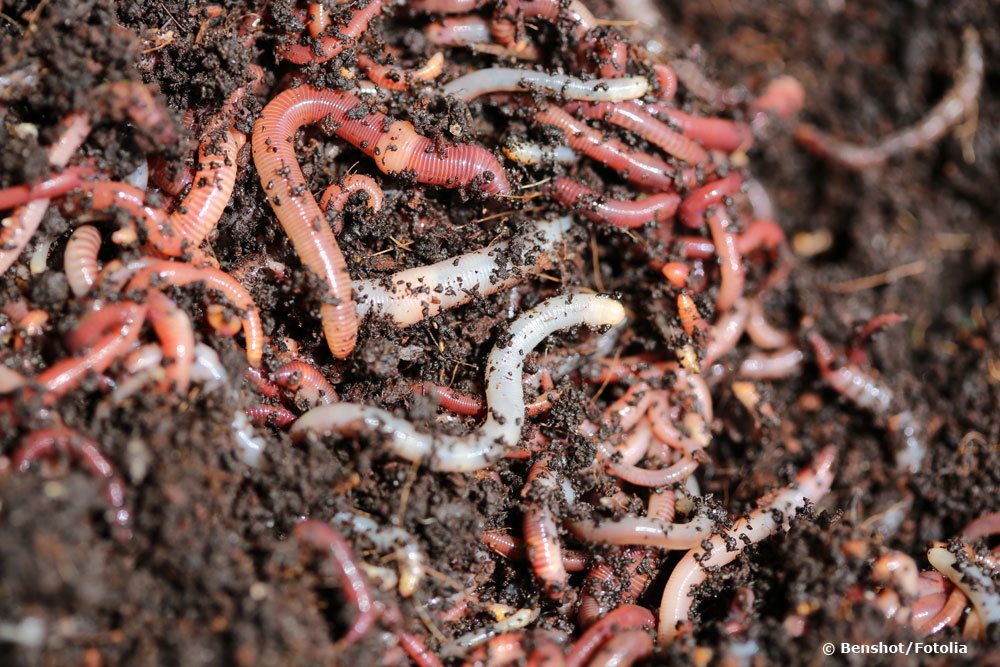 Regenwürmer sind Nützlinge im Garten