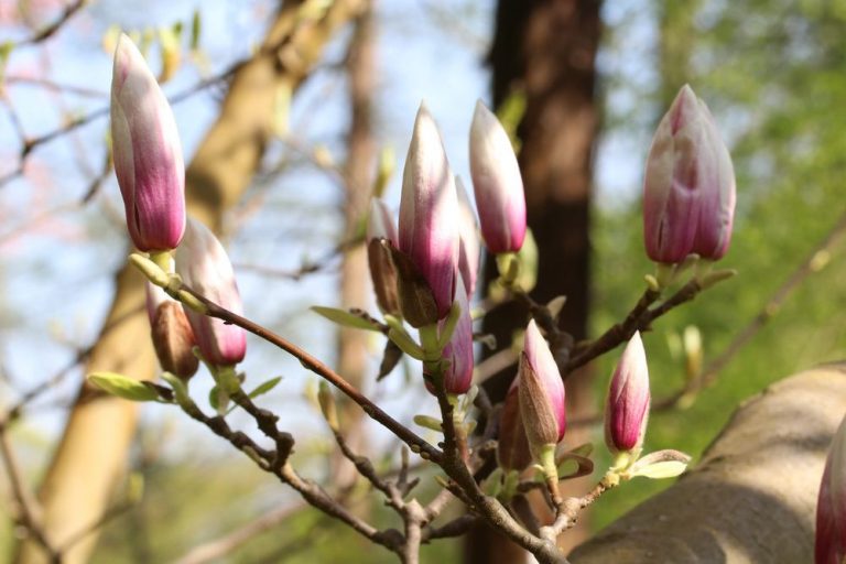 Tulpen-Magnolie Magnolia soulangiana
