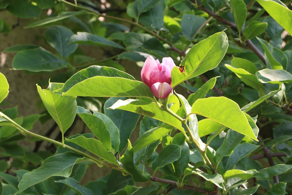 Tulpen-Magnolie Magnolia soulangiana