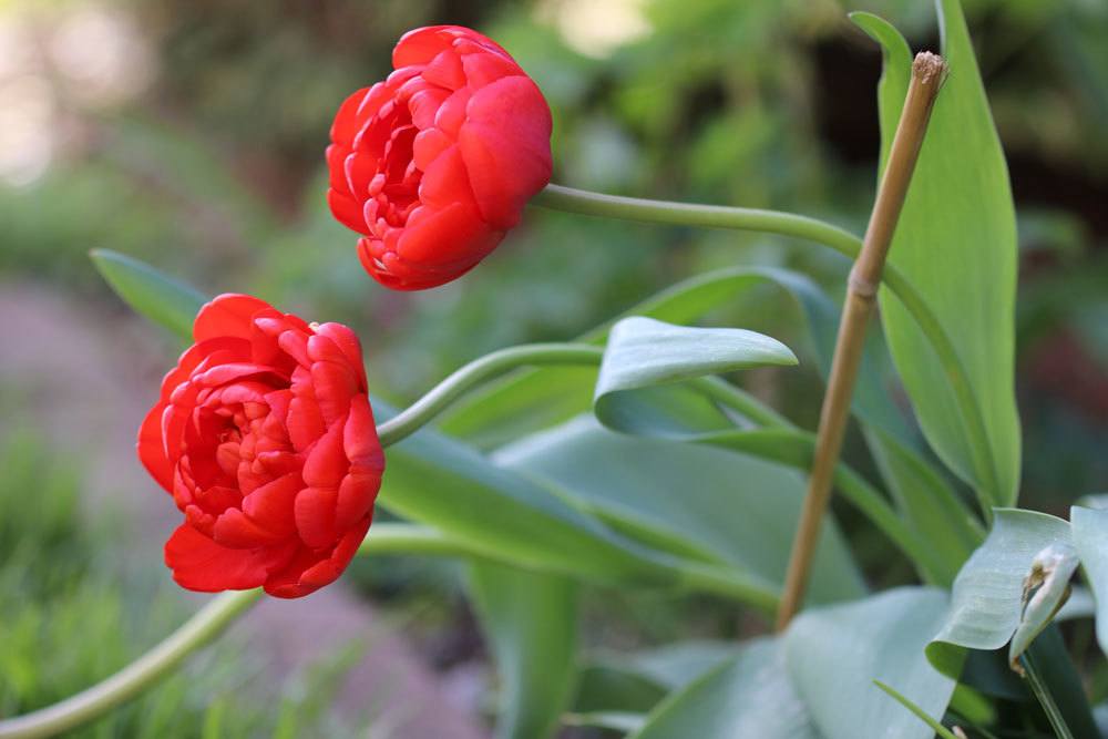 Tulpen, Tulipa