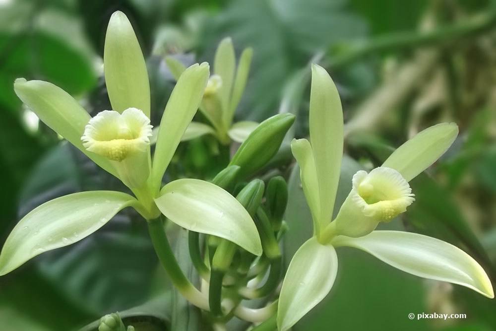 Vanille-Orchidee