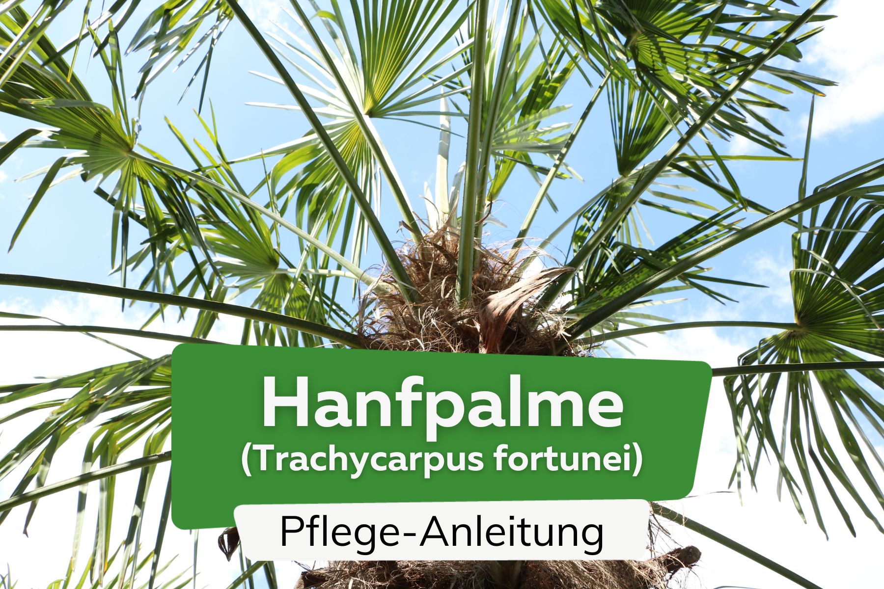 Chinesische Hanfpalme (Trachycarpus fortunei)