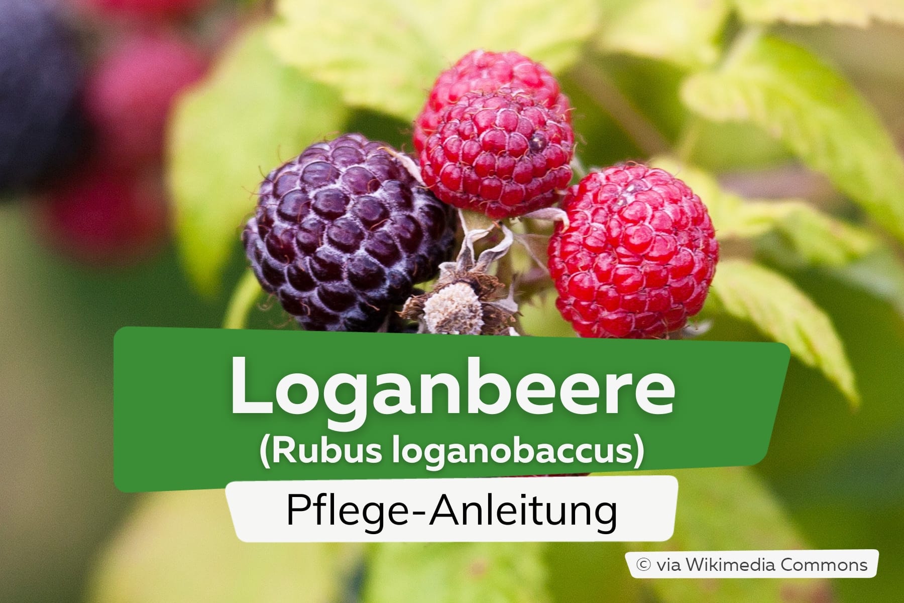 Loganbeere (Rubus loganobaccus)