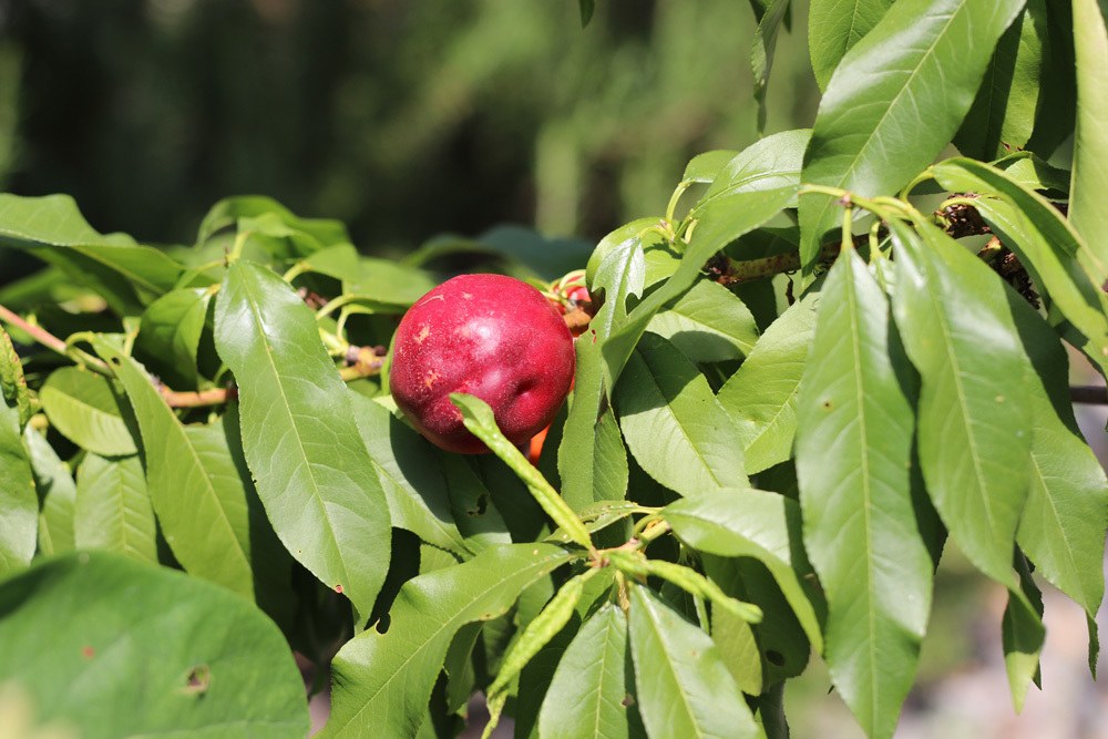 nektarinenbaum mit einzelner frucht