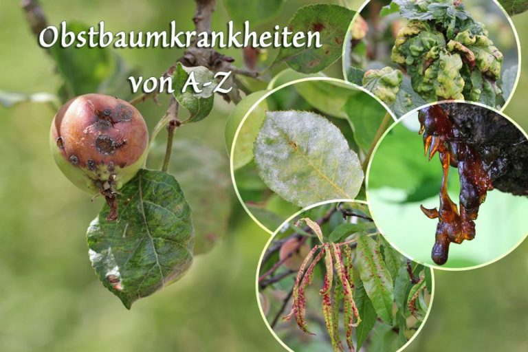 Obstbaumkrankheiten von A-Z