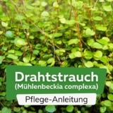Drahtstrauch (Muehlenbeckia complexa)
