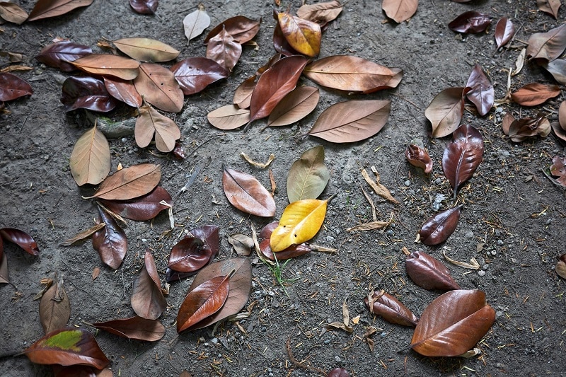 Herabgefallene braune Blätter der Immergrünen Magnolie