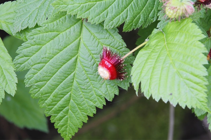 Lachsbeere (Rubus spectabilis)